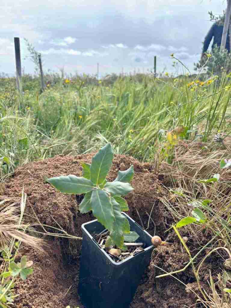Finductive’s First Green Initiative plant